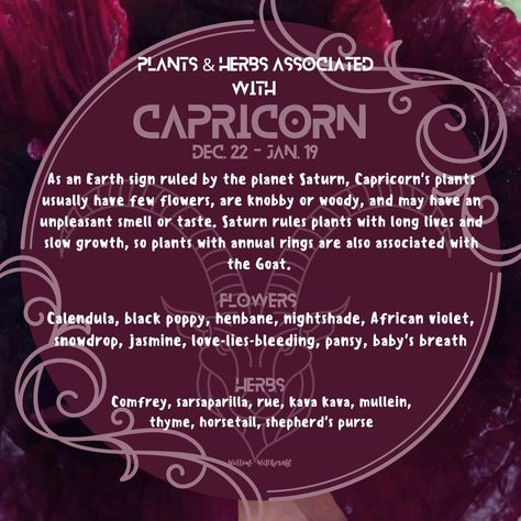 Capricorn Herbs For Capricorn, Herbs Of Capricorn, Capricorn Herbs, Capricorn Magic, January Magick, Plant Magick, Witchy Astrology, Moonlit Path, Zodiac Aesthetic