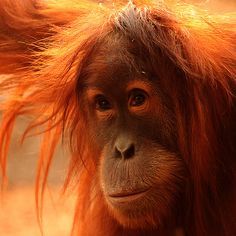 . Rainforest Habitat, Cut Animals, Mandrill, Great Ape, Primates, Animals Of The World, Sweet Animals, Animal Planet, Bad Hair