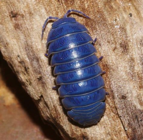 Roly poly  or Blue pillbug - Armadillidium vulgare - male8*5/96 Woodlice, Pill Bug, Cool Insects, Bug Boy, Cool Bugs, Roly Poly, Beautiful Bugs, Creepy Crawlies, Arthropods