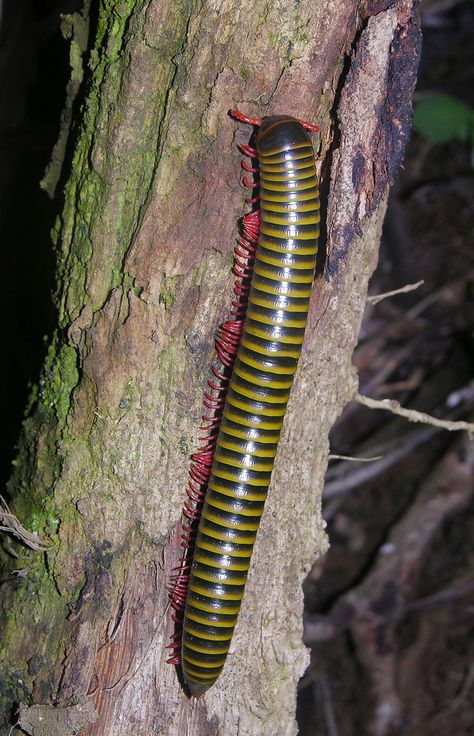 ˚Yellow-striped Millipede - Ecuador Arachnids Spiders, Weird Insects, Millipedes, Cute Bugs, Creepy Animals, Centipedes, Creepy Crawlers, River Forest, Spider Mites