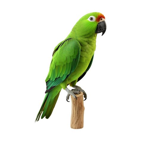 beautiful green parrot sitting on the wood Parrot Png, Green Parrot, Wedding People, Cityscape Photos, Nature Backgrounds, Background Banner, Sea Animals, Free Png, Food Animals