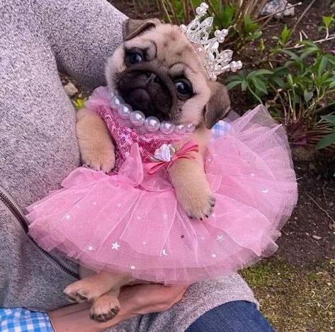 Pugs In Costume, Cute Pug Puppies, Baby Pugs, Pugs And Kisses, Cute Small Animals, Cute Dog Photos, Very Cute Dogs, Funny Animal Photos, Cute Dog Pictures