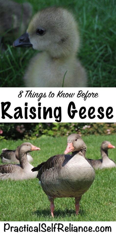 8 Things to Know Before Raising Geese Geese Coop Diy, Geese Coop Ideas, Diy Goose House, Geese Coop, Goose House Ideas, Raising Geese For Meat, Goose Enrichment, Duck And Geese Coop, Homesteading Ducks