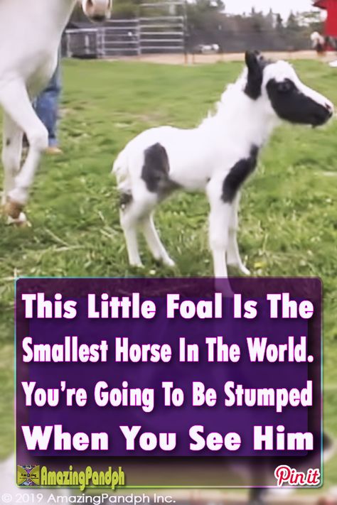 This Horse Is The Guinness World Record Holder For Being The Tiniest Colt In The Entire Planet #horse #foal #baby #animals #small #miniature Miniature Horse Foal, Horse Foal, Mini Horses, Miniature Horses, Cute Horse Pictures, Selective Breeding, Mini Horse, Record Holder, Lovely Creatures