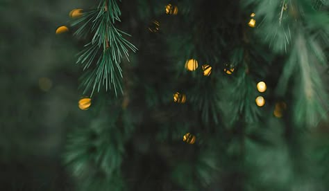 Cover Photo Aesthetic, Notion Setup, Christmas Desktop Wallpaper, Photo School, Christmas Desktop, Leaf Photography, Christmas Wallpaper Backgrounds, Winter Light, Multiple Images