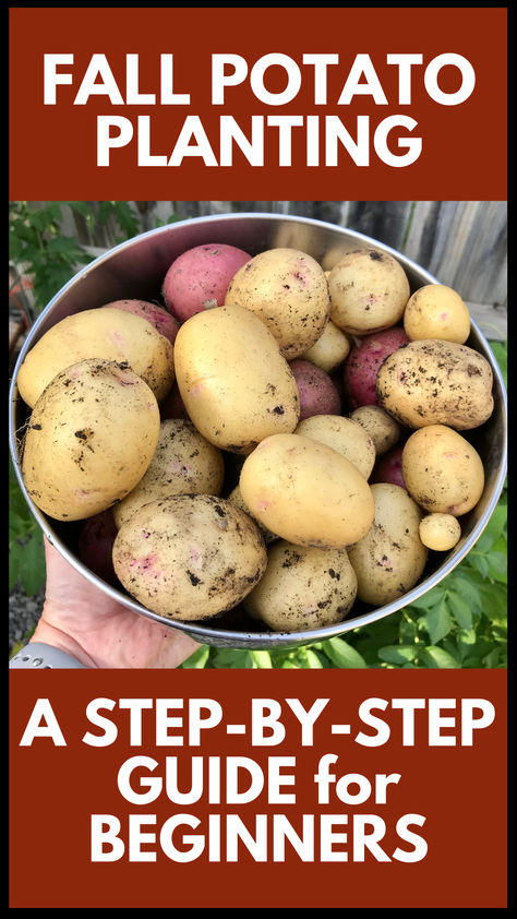 fall potato planting a step by step guide. photo of a metal bowl containing harvested yellow and red potatoes. When To Grow Potatoes, Potatoes Planted In Pots, How To Grow Potatoes, Growing Potatoes In The Fall, Planting Potatoes In The Fall, Fall Potatoes Planting, Fall Potatoes, When To Harvest Sweet Potatoes, When To Plant Potatoes Zone 7