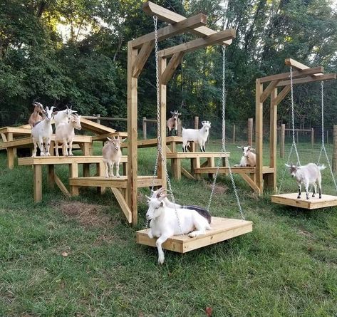 Goat playground! This looks like a super simple setup that would be fun for heaps of different animals, as well as kids! Playground For Goats, Goat Obstacle Course, Goat Playground, Goat Toys, Goat Shed, Goat Shelter, Goat Pen, Goat House, Goat Care