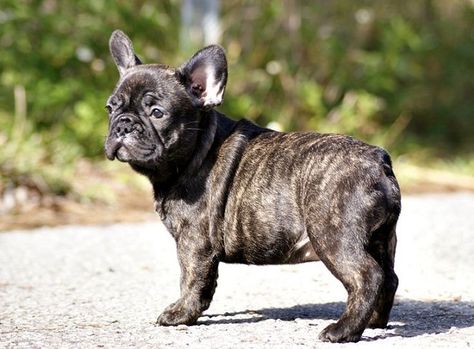 French Bulldog Colors and Pattern - PetDt French Bulldog Brindle, French Bulldog Colors, Colors In French, Brindle French Bulldog, Bulldog Images, Merle French Bulldog, French Bulldog Pictures, Frenchie Bulldog, Frenchie Puppy