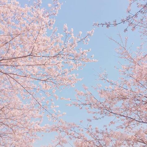 Rose Quartz Serenity Aesthetic, Rose Quartz And Serenity Aesthetic, Serenity Aesthetic, Serenity Color, Rose Quartz And Serenity, Rose Quartz Serenity, Rose Quartz Color, Roses Blue, Serenity Blue