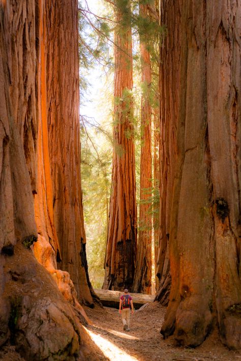 The Redwoods California, Sequoia Picture Ideas, California Sequoia National Park, Redwood National Park Aesthetic, United States National Parks, Sequoia Photography, National Parks Travel, National Park Trip, Sequoia Aesthetic