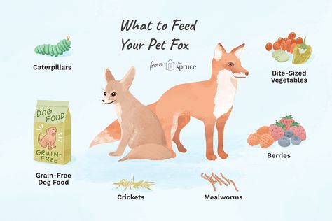 The Best Foods and Diet for Your Pet Fox Red Fox Pet, Fox Enclosure, Fox Habitat, Fennec Fox Pet, Fox Food, Fox Pet, Prompts Drawing, Dog Grooming At Home, Fox Eat