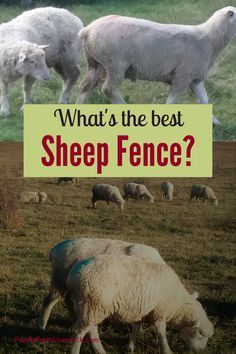 Dorper Sheep Raising, Meat Animals, Textile Animals, Sheep Pasture, Sheep Shelter, Dorper Sheep, Sheep Fence, Raising Sheep, Farming Animals