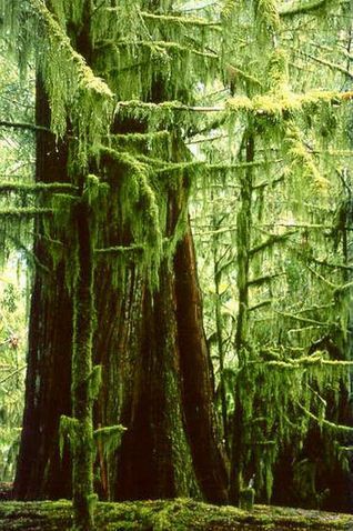 Cathedral Grove | British Columbia | Our Big Tree Heritage Eerie. Spooky. Is that an arm on a walking stick in the foreground? Amazing Trees, Ancient Trees, Lovely As A Tree, Cedar Trees, O Canada, Beautiful Trees, Ancient Tree, Old Trees, Big Tree