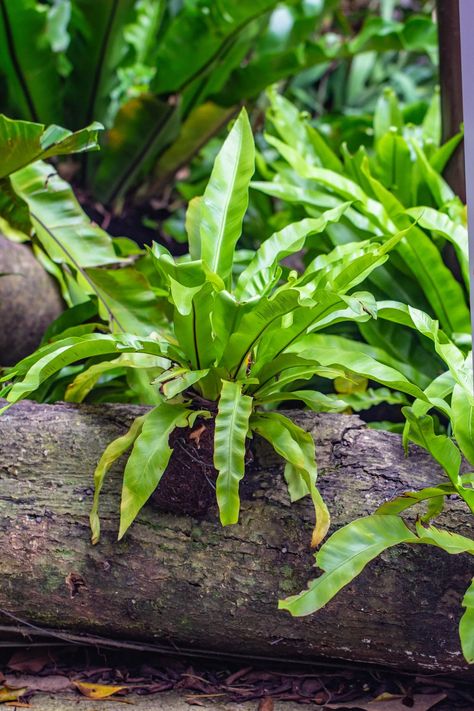 Tree mounted Asplenium nidus L. Fern Asplenium Nidus, Tree Fern, Fern, Flowers