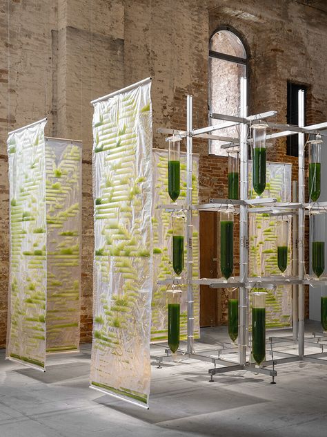 ecoLogicStudio's Bit.Bio.Bot wants you to farm algae at home as protein source and to purify air Venice Architecture, Bio Art, Green Technology, Venice Biennale, Air Purifiers, Photosynthesis, Glass Printing, Design Strategy, Design Research