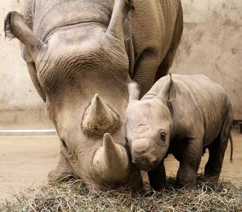 Oh my goodness!  Precious Baby Rhino with Mom ♥ St Louis Zoo, Zoo Photos, Baby Rhino, Majestic Animals, Sweet Animals, Animal Photo, Animals Friends, Acrylic Art, Beautiful Creatures