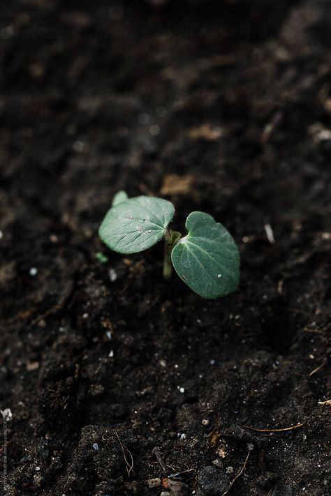 Young Seedling Breaking Through The Soil. | Stocksy United Seedlings Aesthetic, Seedling Aesthetic, Soil Aesthetic, Soil Photography, Break Through, Flora Background, Forest Ground, Growth Plant, Garden Design Vegetable