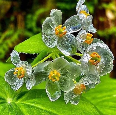 Gardening Tribe | Diphylleia grayi, also known as the skeleton flower Orchid Seeds, Skeleton Flower, Plant Window, Heirloom Vegetables, Bee On Flower, Plants Garden, Flower Therapy, Evening Primrose, Planting Seeds