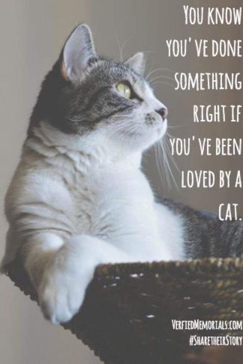 Cat Love Quotes, Cat Quotes Funny, Cat Quotes, To Be Loved, Cute Cats And Kittens, Dead Man, Cat Care, Animal Quotes, Cats Meow