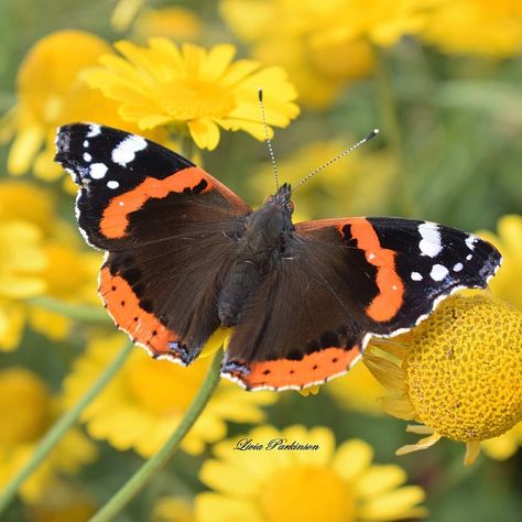 Livia Parkinson on Instagram: “Red Admiral Butterfly  #redadmiralbutterfly #bbcspringwatch #bbcwildlifemagazine #savebutterflies  #butterfly #woodlandtrust…” Red Admiral Butterfly Tattoo, Red And Yellow Butterfly, Red Admiral Butterfly, Admiral Butterfly, Random Oc, Yellow Swallowtail Butterfly, Oregon Swallowtail Butterfly, Garden Mural, Red Butterfly