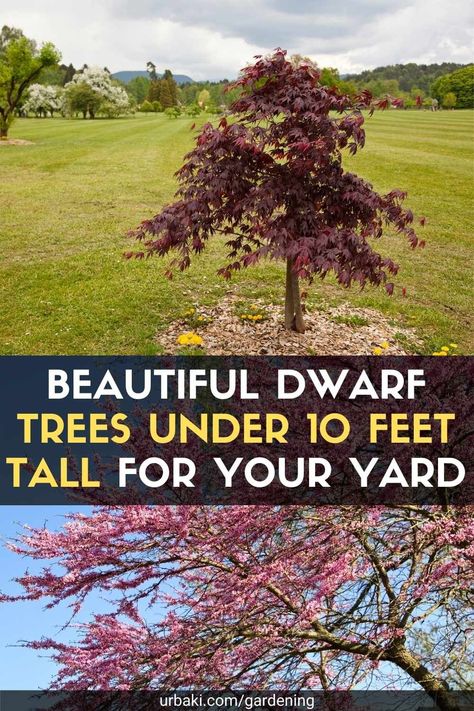 If you have a small patio, large sugar maple or towering oak will not fit. Fortunately, there are many small trees that can be planted in your yard or garden. In fact, many trees were grown for smaller spaces. When buying, check the estimated heights of the trees and look for shorter varieties. Those with the word "dwarf" in their names tend to be shorter, like weeping trees or trees with fallen branches. And always make sure it can withstand winters in your USDA hardiness zone. After that... Small Trees To Plant Near House, Small Tree Landscaping Ideas, Full Sun Small Trees, Small Landscaping Trees Near House, Best Small Trees For Front Yard, Small Flowering Trees Front Yards, Small Trees For Landscaping Front Yards, Small Maple Trees, Ornamental Trees For Small Gardens