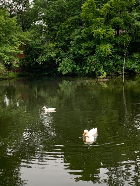 Lake Asthetic Picture, Spring Pond Aesthetic, Fish Pond Aesthetic, Lake Asthetic Picture Boat, Ducks In Pond Aesthetic, Ducks In Water Aesthetic, Green Day, Albania, Aesthetic Pictures