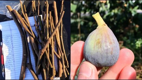 Growing Figs from Cuttings: How to Master the Art of Rooting Fig Cuttings Fig Cuttings, Growing Figs, Tree Propagation, Fig Trees, Plant Cuttings, Ins And Outs, Essential Tools, Fig Tree, All About Plants