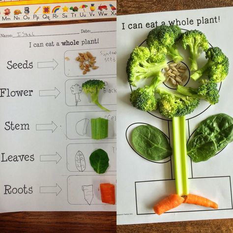 Plant activities for kindergarten, preschool, first grade, elementary science Plant Experiments First Grade, Plants We Eat Activities, Plant Needs Kindergarten, Projects For Preschoolers, Plants Kindergarten, Plant Lessons, Plants Unit, Science Week, Plant Activities