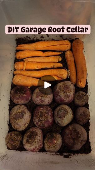 5K views · 529 reactions | 🥕The DIY Garage Root Cellar🥕

How to store 50lbs of root vegetables without taking up room in your refrigerator and without a root cellar! 

I had a hare-brained idea I would juice beets and carrots and, naturally, I jumped in with both brain cells and ordered 25lbs each. @azurestandard has great prices for organic produce in bulk. I also had a coupon code this month for 10% off on top of the beets being on sale! 

Well, there was no way both bags would fit in the fridge (plus the crate of juice apples). So I remembered seeing this idea last year on YouTube.

Basic concept: make them think they are still in the ground. Root vegetables are cold hardy and some can survive all winter in the garden. Which is why, historically, people store their root crops in an un Garage Root Cellar, Root Cellar Ideas, Juice Beets, Root Cellar Storage, Beets And Carrots, Diy Food Storage, Food Prep Storage, Root Cellar, Diy Basement