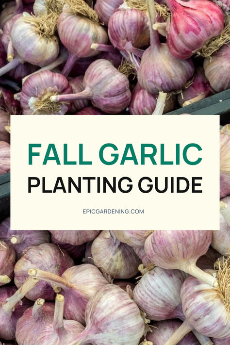 Many home gardeners choose to plant garlic as a fall crop for several reasons. Garlic is easy to grow, and depending on the climate, it can grow well into the winter. Unlike most vegetables, this spicy allium is planted in the fall and harvested the following summer. If you're unsure about the best time to plant garlic, it's important to consider your hardiness zone. To learn more about planting garlic based on your USDA hardiness zone, check out our comprehensive growing guide! Garlic Planting Zone 5, Fall Garlic Planting, When Do You Plant Garlic, When To Plant Garlic In Zone 6, How Deep To Plant Garlic, When To Plant Garlic Bulbs, What To Plant With Garlic, Plant Garlic From Clove, Garlic Planting How To Grow