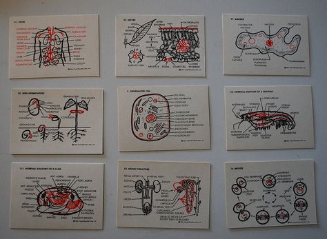 Biology Flash Cards by krakencrafts, via Flickr Flash Cards Biology, Flash Cards Ideas Study, Study Flashcards, Medical School Inspiration, Medical School Studying, Nursing School Notes, Science Notes, Biology Notes, Notes Inspiration