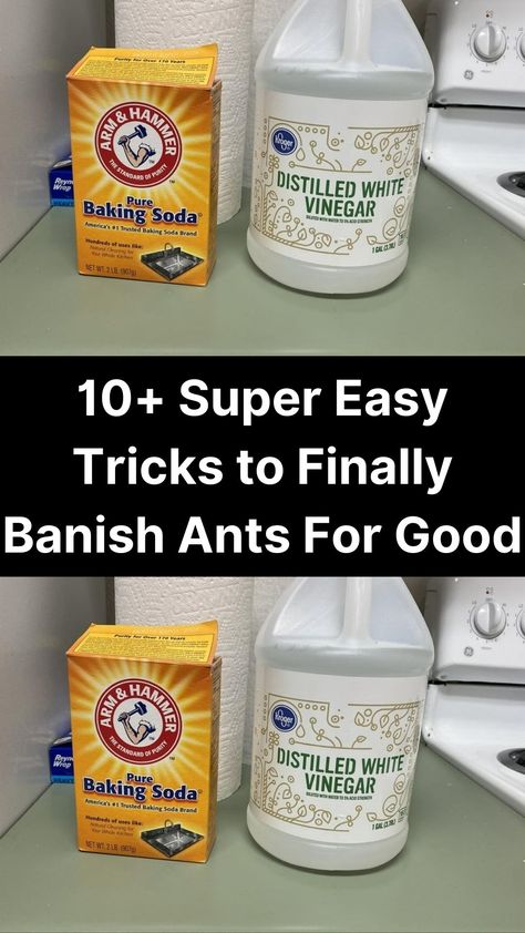 Ants can be very frustrating for homeowners. According to the National Pest Management Association, ant infestations are on the rise, making them America’s number one nuisance bug.

While ants aren’t dangerous, they can damage structures, spread bacteria, and cause allergic reactions. Fortunately, you can use eco-friendly home remedies from your pantry or the supermarket to get rid of ants. Red Ant Killer Homemade, Remedy For Ants In House, Get Rid Of Ants Outside, Flying Ants How To Get Rid Of, How To Get Rid Of Tiny Ants In Kitchen, Get Rid Of Sugar Ants In Home, Red Ants How To Get Rid Of, How To Get Rid Of Ants In The House Fast, How To Keep Ants Out Of House