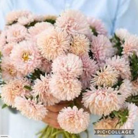 China Aster, Full Sun Annuals, Cut Flower Garden, Plant Spacing, Spring Bouquet, How To Grow Taller, Fresh Cut Flowers, Flower Display, Bouquet Of Flowers