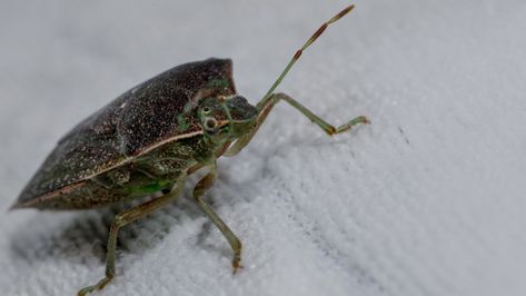 Stink bugs are bothersome nuisances no matter where they're lurking. If you're in a pinch, there's a vinegar solution that can wipe out stink bugs in your home. Stink Bugs, Bug Spray, Wipe Out, Vinegar, Bugs, Matter, Canning, Bugs And Insects