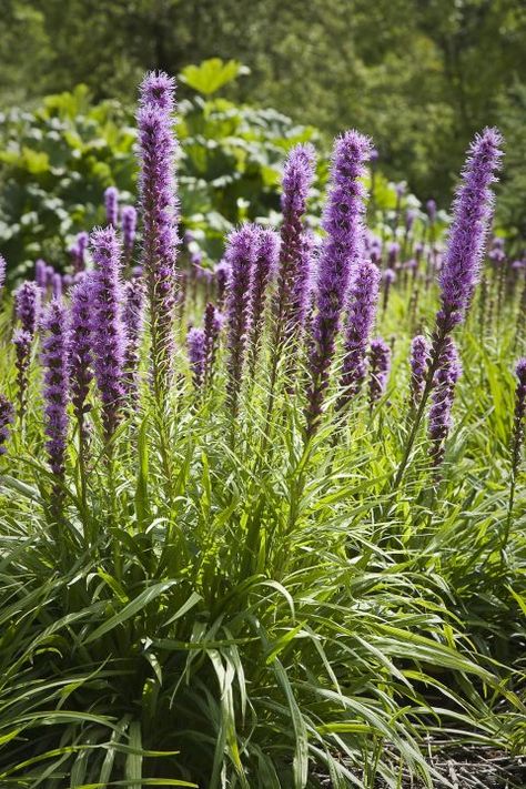 Liatris Pycnostachya, Prairie Nursery, Liatris Spicata, Lake Flowers, Minnesota Wildflowers, Heat Tolerant Plants, Dianthus Flowers, Rain Gardens, Blazing Star