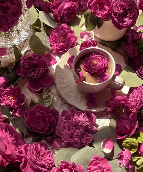 Magenta Flowers Aesthetic, Light Magenta Aesthetic, Magenta Aesthetic, Flores Aesthetic, Flowers Ranunculus, Purple Inspiration, Light Magenta, Tea Aesthetic, Magenta Flowers