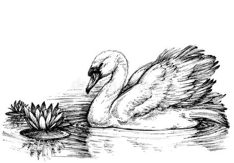 Swan on lake profile. Swan on lake, lotus flowers sketch #Sponsored , #Affiliate, #PAID, #lake, #sketch, #flowers, #Swan Swan On Lake, Swan Drawing, Swan Tattoo, Flowers Sketch, Woodburning Ideas, Pencil Drawings Of Animals, Bird Sketch, Music Drawings, Art Drawings Sketches Pencil