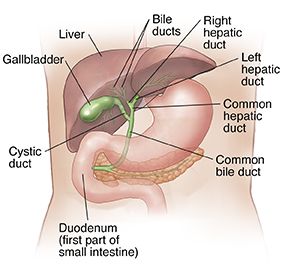 Biliary System, Place Video, Gi System, Bile Duct, Pregnancy Cravings, Consumer Health, Health Center, Healthy Pregnancy, Medical Care