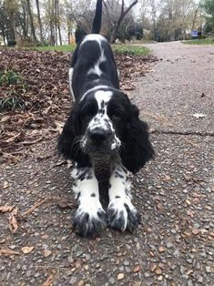 14 Springer Spaniels That Are The Weirdest Dogs In The World Springer Spaniel Puppies, Spaniel Breeds, Cocker Spaniel Puppies, Cocker Spaniel Dog, English Cocker, English Cocker Spaniel, Spaniel Puppies, English Springer Spaniel, Best Dog Breeds