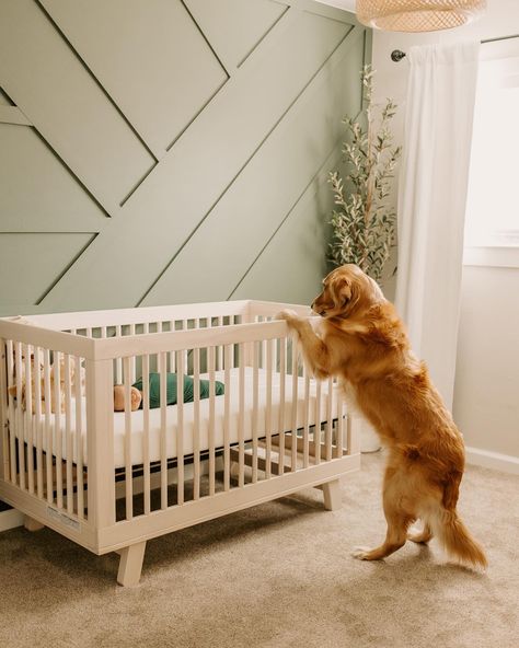 Golden Retriever Baby Nursery, Golden Retriever Nursery Ideas, Golden Retriever Themed Nursery, Golden Retriever Baby Shower Theme, Golden Retriever Nursery Theme, Dog Theme Nursery, Golden Nursery, Newborn With Dog, Golden Retriever Nursery