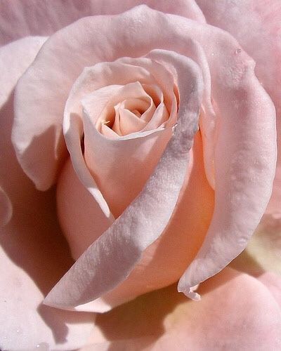 SUITED UP Photo Rose, Rose Belle, Cottage Rose, Beautiful Pink Roses, Colorful Roses, Love Rose, Flower Beauty, Love Flowers, Rose Buds