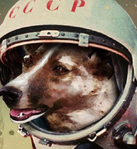 Dogs are NOT descended from modern wolves but split from common ancestor 34,000 years ago Dog In Space, First Dog, In Space