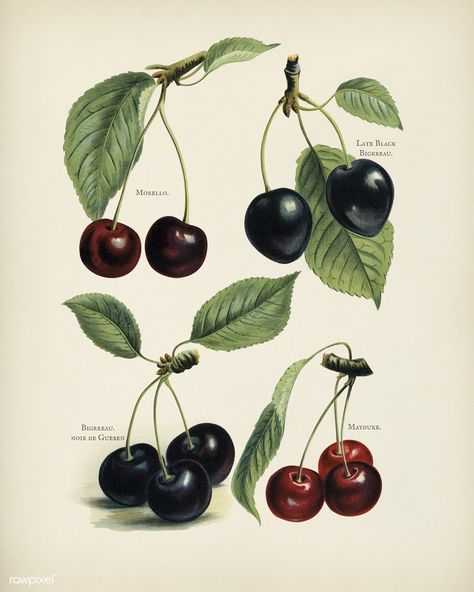 Public Domain | The fruit grower's guide : Vintage illustration of cherry | premium image by rawpixel.com Illustration Botanique Vintage, Free Illustration Images, Illustration Botanique, Image Nature, Botanical Illustration Vintage, Fruit Illustration, Illustration Wall Art, Illustration Vintage, Cherry Print