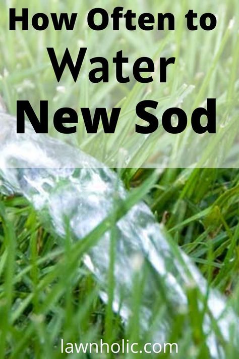 Watering new sod Bermuda Sod, Reseeding Lawn, Zoysia Sod, Sod Grass, Lawn Weeds, Date Tips, Garden Escape, Fence Planters, Bermuda Grass