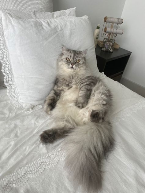 Silver persian cat lounging in bed with white sheets/girly girl aesthetic Silver Persian Cat, Grey Persian Cat Aesthetic, Persian Cat Grey, Grey Persian Cat, Girly Girl Aesthetic, Cat Lounging, Cat Lounge, White Sheets, Cute Animals Images