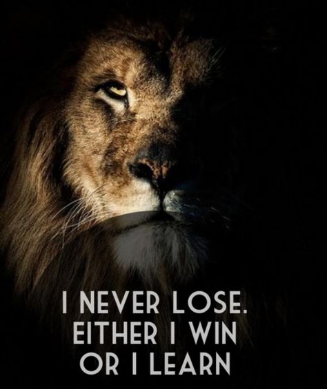 It's all a learning experience.  #motivation #winning #lion Aslan Quotes, Lioness Quotes, Nick Vujicic, Leo Quotes, Lion Quotes, I Never Lose, Audre Lorde, Vince Lombardi, Motiverende Quotes