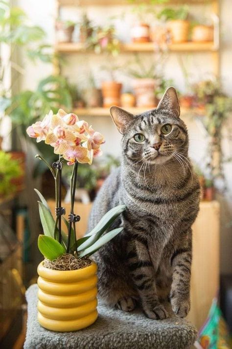 Cat And Plants, Home Nature, Love Of Life, Cat Plants, Curious Cat, House Plant Care, Cat Photography, Concrete Jungle, Plant Collection