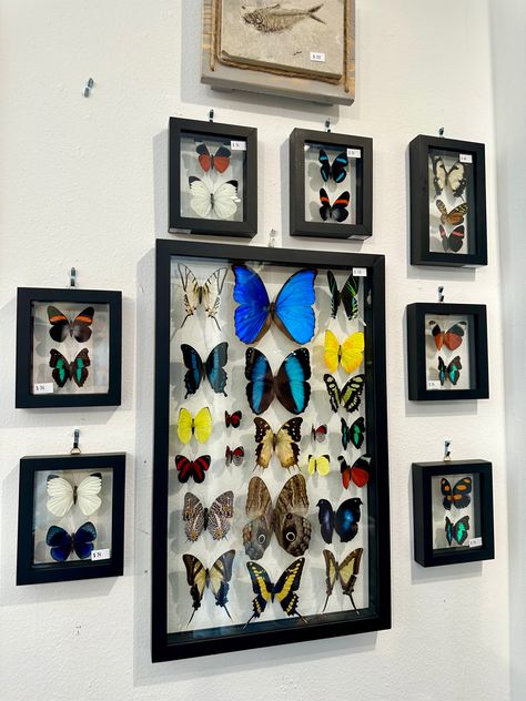 Wall Of Butterflies, Butterfly Gallery Wall, Butterfly Display, Framed Butterfly, Butterfly Aesthetic, Butterfly Photography, Beautiful Butterfly Photography, Big Butterfly, Butterfly Wall Art