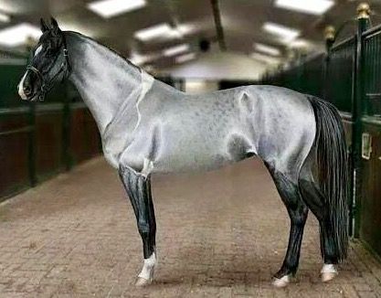 Just thought this would be a great Spurs mascot! Sorry Coyote. Cai Arabi, Ahal Teke, Unusual Horse, Gray Horse, Akhal Teke Horses, Rare Horses, Akhal Teke, Most Beautiful Horses, Most Beautiful Animals