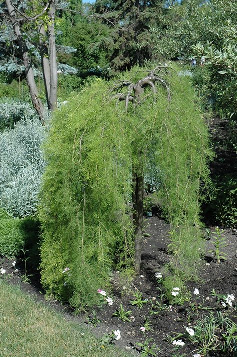 Click to view full-size photo of Walker Weeping Caragana (Caragana arborescens Weeping Caragana Tree, Caragana Tree, Caragana Arborescens, House Landscaping, Full Size Photo, Zone 5, Front House, Zone 2, Front House Landscaping